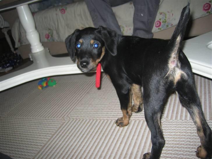 Blanding af racer Molly billede 5