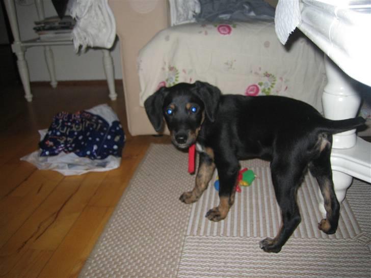 Blanding af racer Molly billede 6