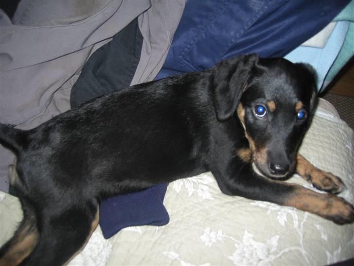 Blanding af racer Molly billede 7