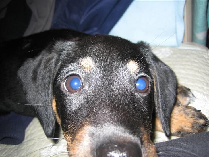 Blanding af racer Molly billede 8