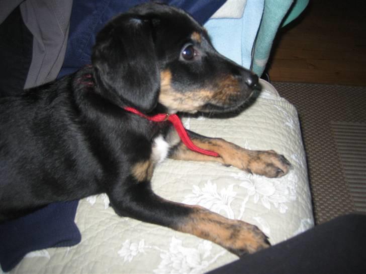 Blanding af racer Molly billede 9