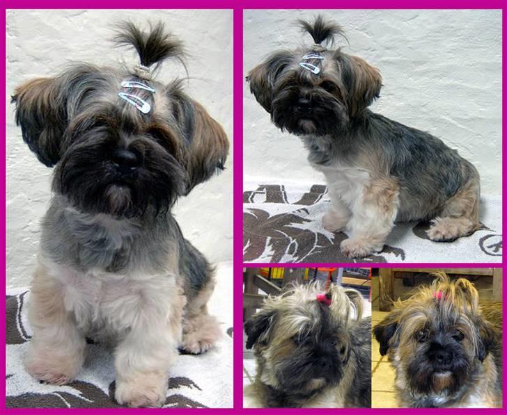Lhasa apso Seng Tru heaven´s Asha - Asha 2 år i en dejlig lammeklip:-) billede 6