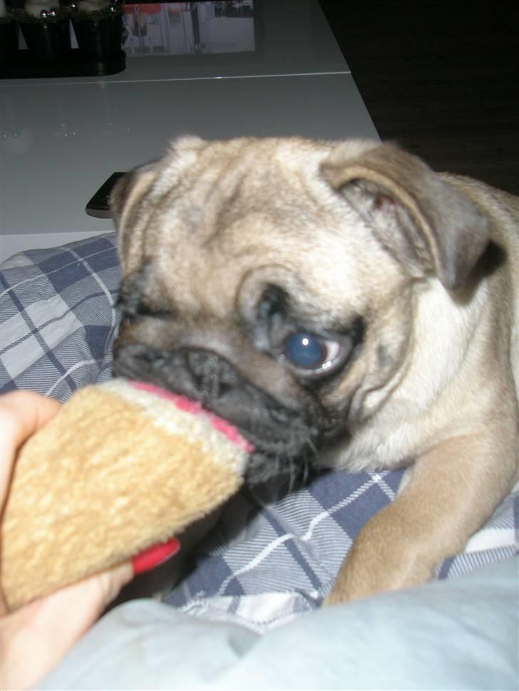 Mops Rosa billede 10