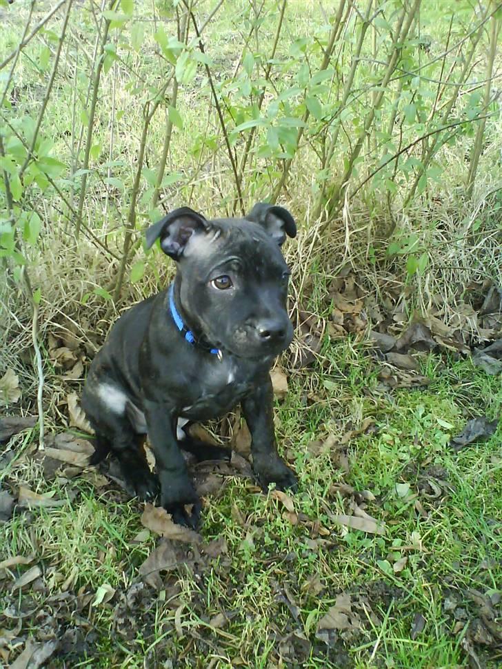 Staffordshire bull terrier (Engelsk) Basse - se hvor dejlig jeg er! billede 11