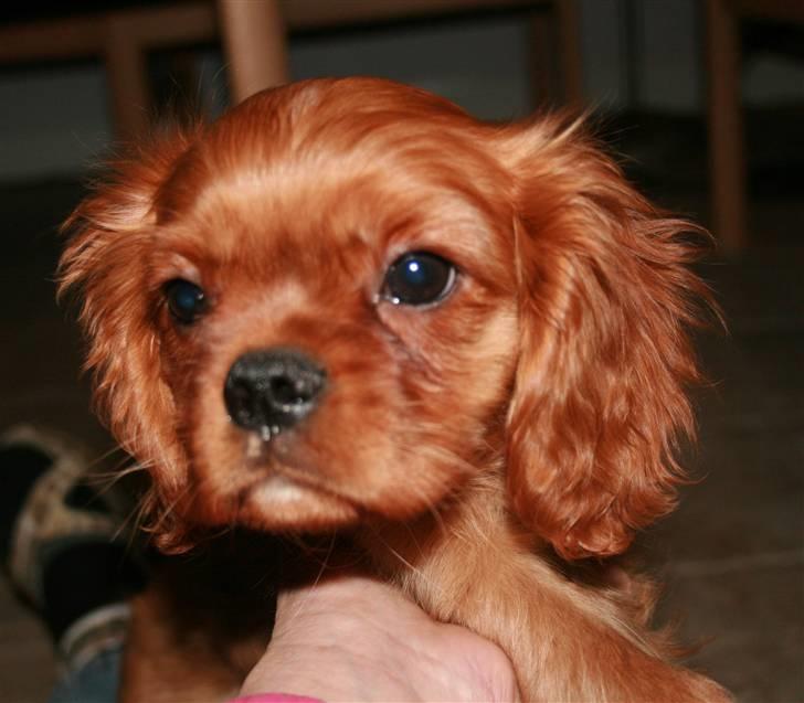 Cavalier king charles spaniel Grand Marica Kijafa - Kijafa har fåeet en hvalp: Ophelia. Er hun ikke nuttet?  billede 3