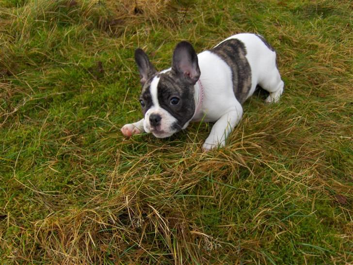 Fransk bulldog Lulu - skal vi lege.... billede 10