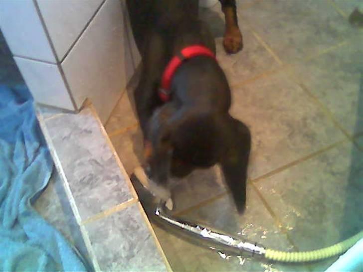 Gravhund Teddi - Jeg elsker at lege med vand billede 17