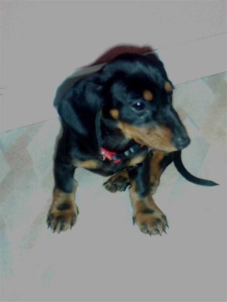 Gravhund Teddi - Her er jeg lige flyttet ind, kun 8 uger gammel billede 18