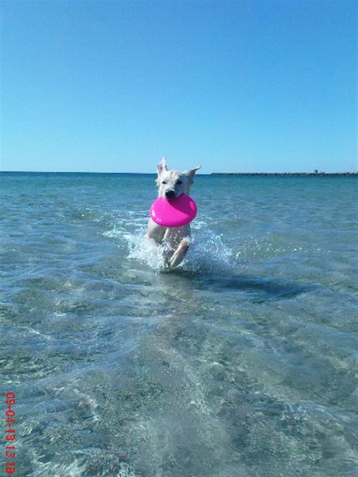 Golden retriever Malou - NU KOMMER JEG ! :) elsker det her billede. billede 15