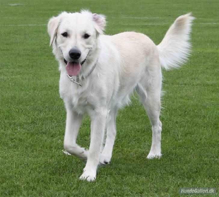 Golden retriever Malou - ER HUN IKKE BARE SMUK? Fotograf: Camilla. billede 16