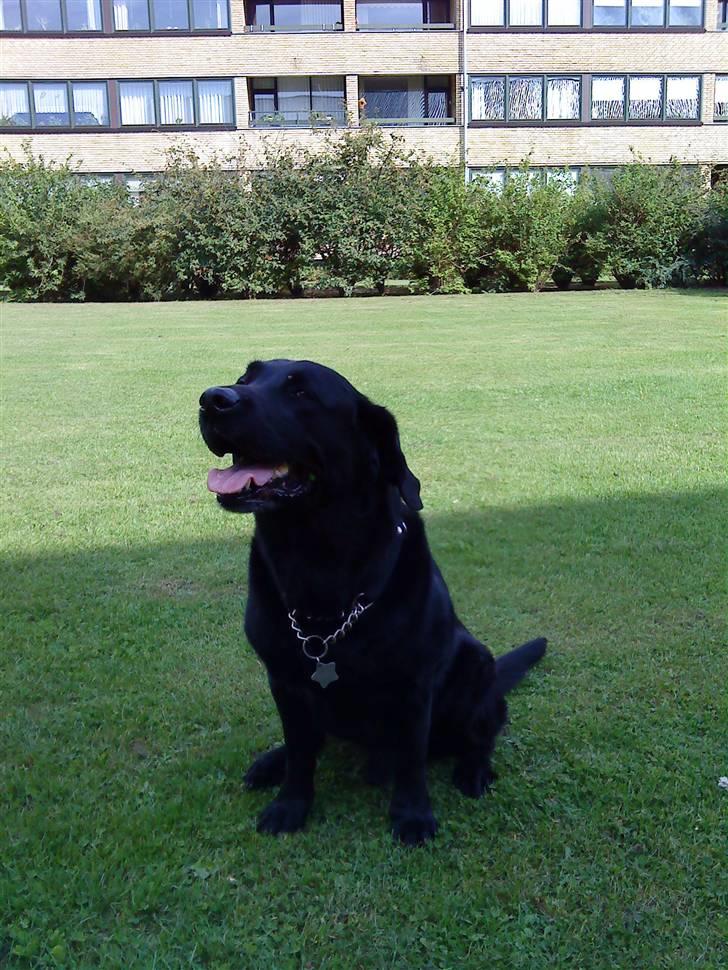 Labrador retriever Rollo <3 - ARH! HER ER SKYGGE! billede 13