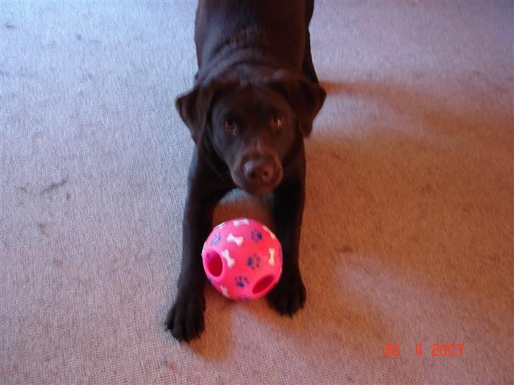 Labrador retriever Vanda billede 11