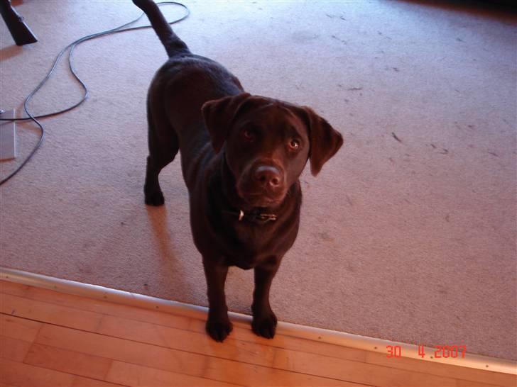 Labrador retriever Vanda billede 12