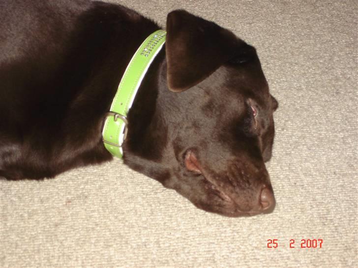 Labrador retriever Vanda billede 13