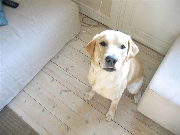 Labrador retriever Charlie - Charlie med sit milde udtryk billede 1