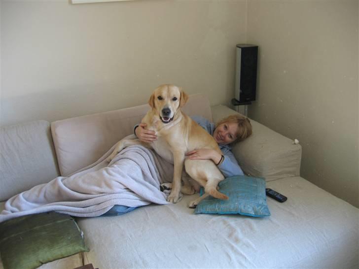 Labrador retriever Charlie - Hygge i sofaen: Reidun og Charlie billede 2