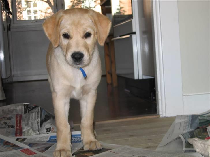 Labrador retriever Charlie - Charlie ca. 9 uger gammel billede 3