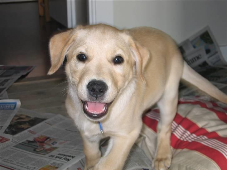 Labrador retriever Charlie - Charlie ca. 9 uger gammel billede 4