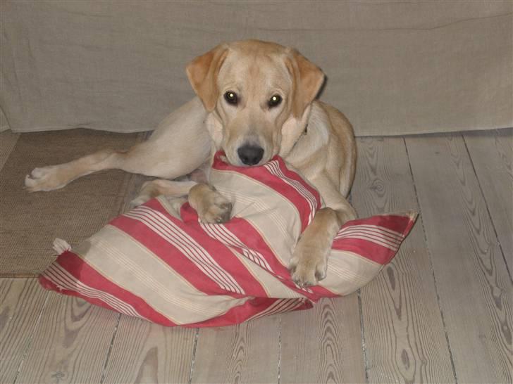 Labrador retriever Charlie - Charlie med sin højest elskede kærestepude billede 5
