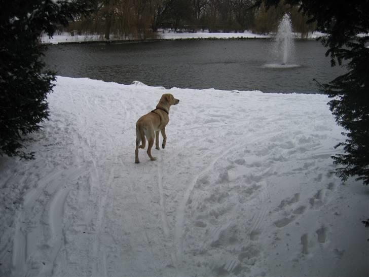 Labrador retriever Charlie - Den første oplevelse med sne billede 6