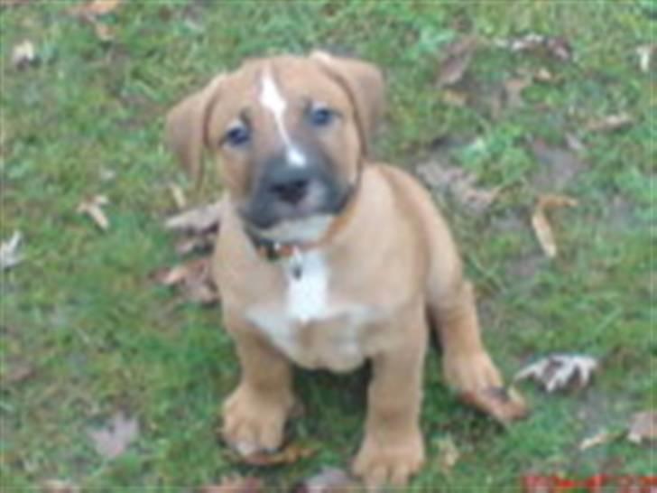 Blanding af racer Ozzy billede 1