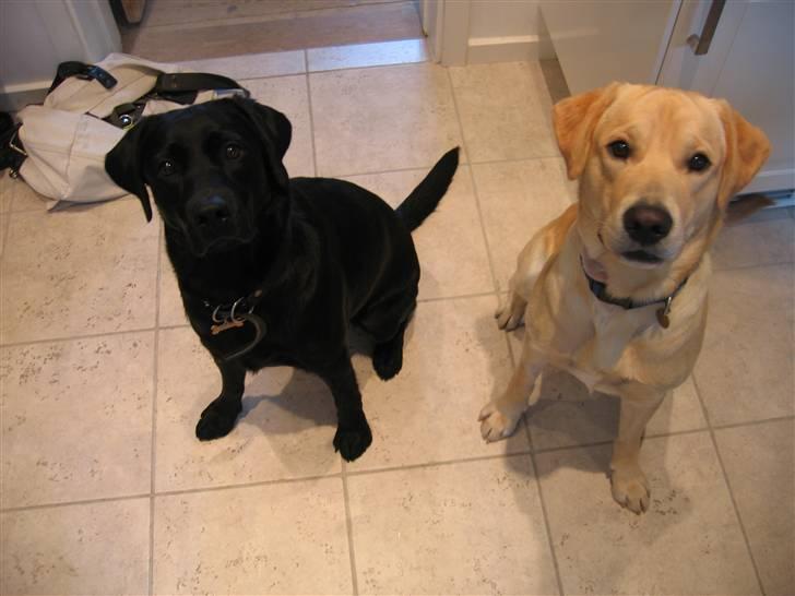 Labrador retriever Charlie - Charlie og legekammeraten Agnes billede 7