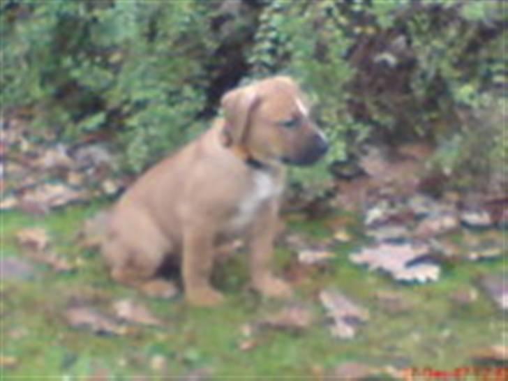 Blanding af racer Ozzy billede 2