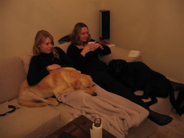 Labrador retriever Charlie - Hygge i sofaen: Reidun med Charlie, Susanne med Agnes billede 8