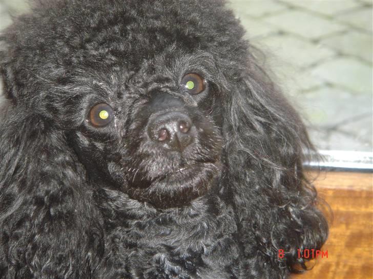 Toypuddel choffie billede 2