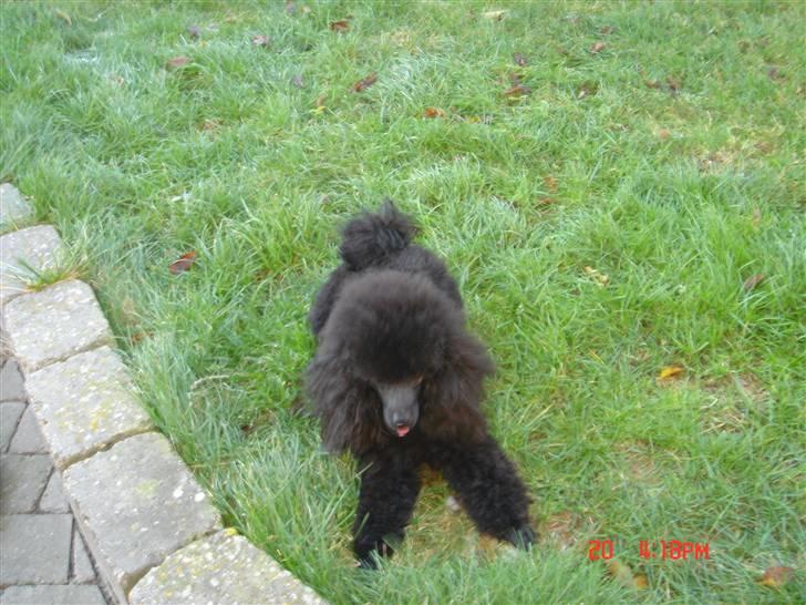 Toypuddel choffie billede 4