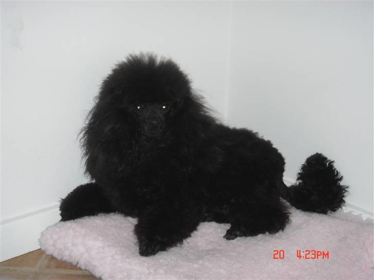 Toypuddel choffie billede 5