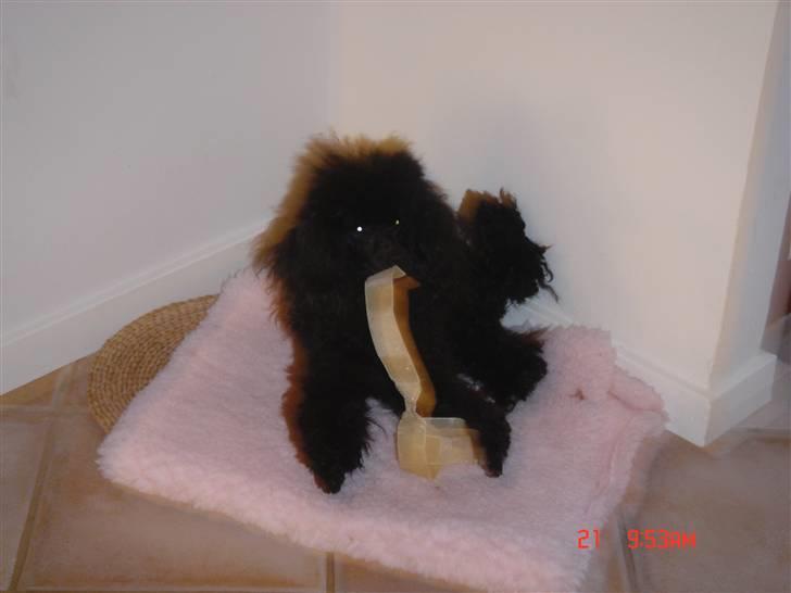 Toypuddel choffie billede 6