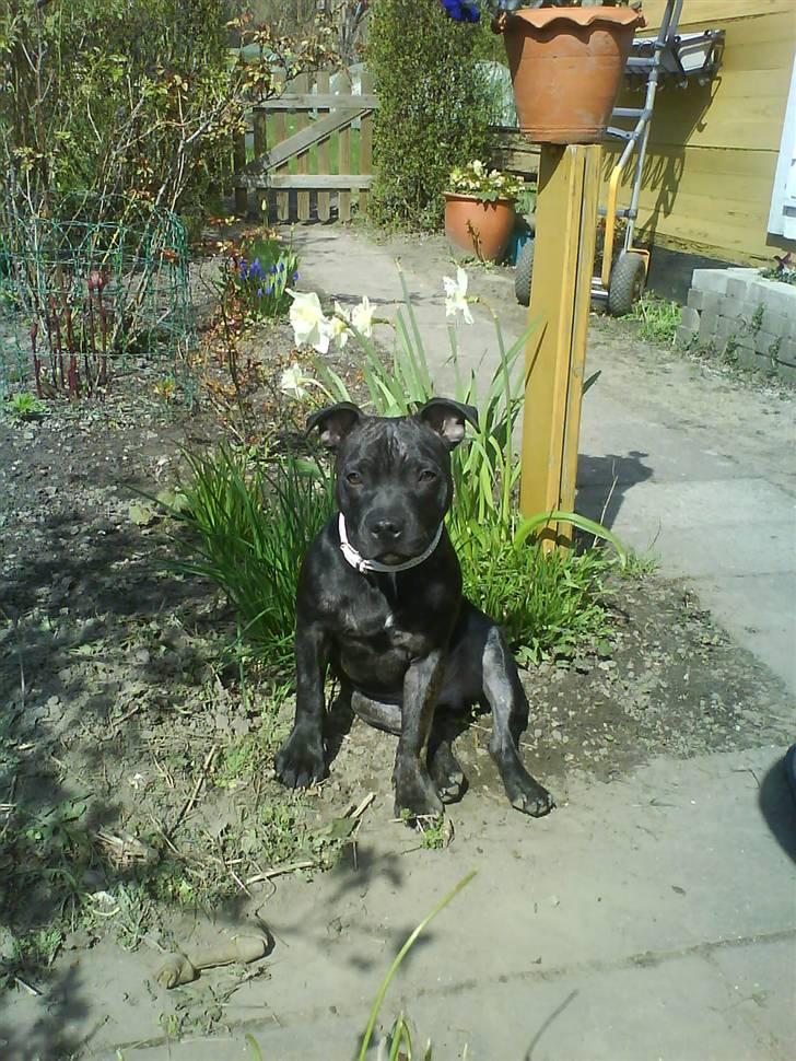 Staffordshire bull terrier (Engelsk) Basse - dejligt. billede 13