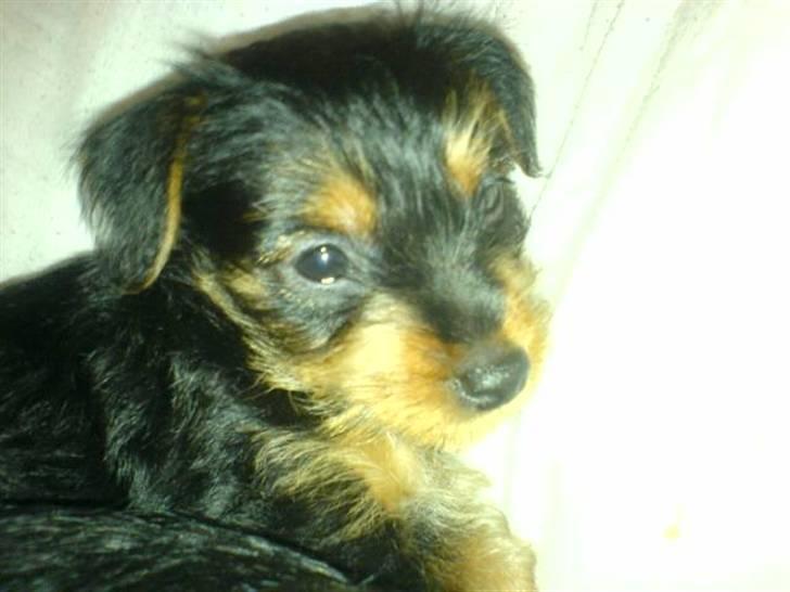 Blanding af racer Norah billede 1