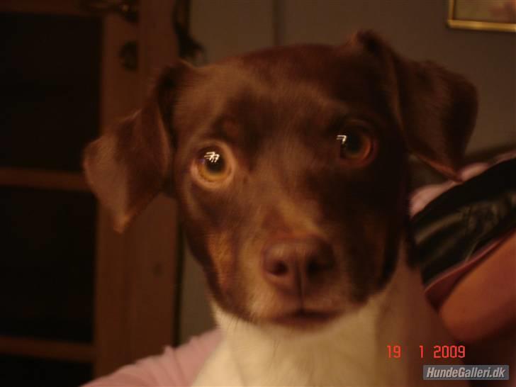 Dansk svensk gaardhund | Snoopy - hold kæft jeg kan ikk stå for den hund!! billede 9