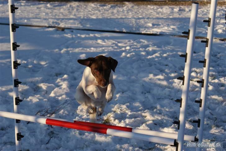 Dansk svensk gaardhund | Snoopy - spriiing.. :b billede 10