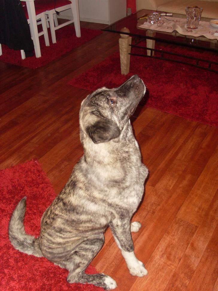 Kangal Efe - Efe 3 billede 2