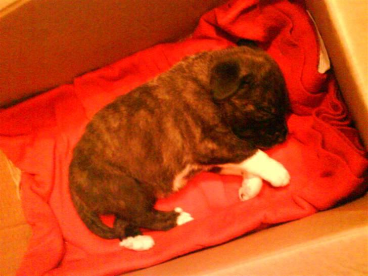 Kangal Efe - efe 5 billede 4