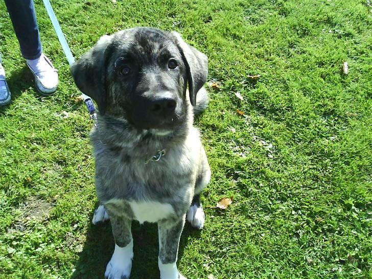 Kangal Efe - Efe 6 billede 5