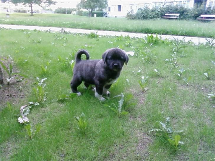 Kangal Efe - efe 7 billede 6