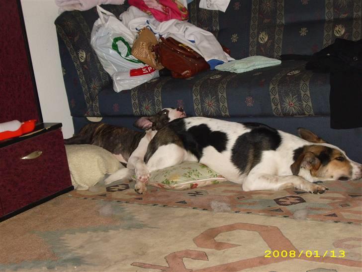 Amerikansk staffordshire terrier Armani billede 7