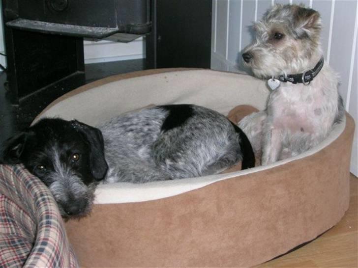 Ruhåret hønsehund Nana billede 13