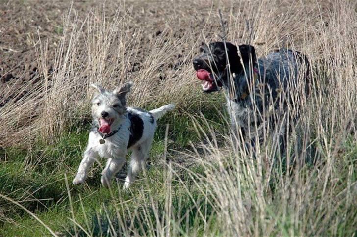 Ruhåret hønsehund Nana billede 14