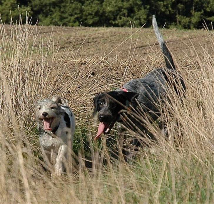 Ruhåret hønsehund Nana billede 15