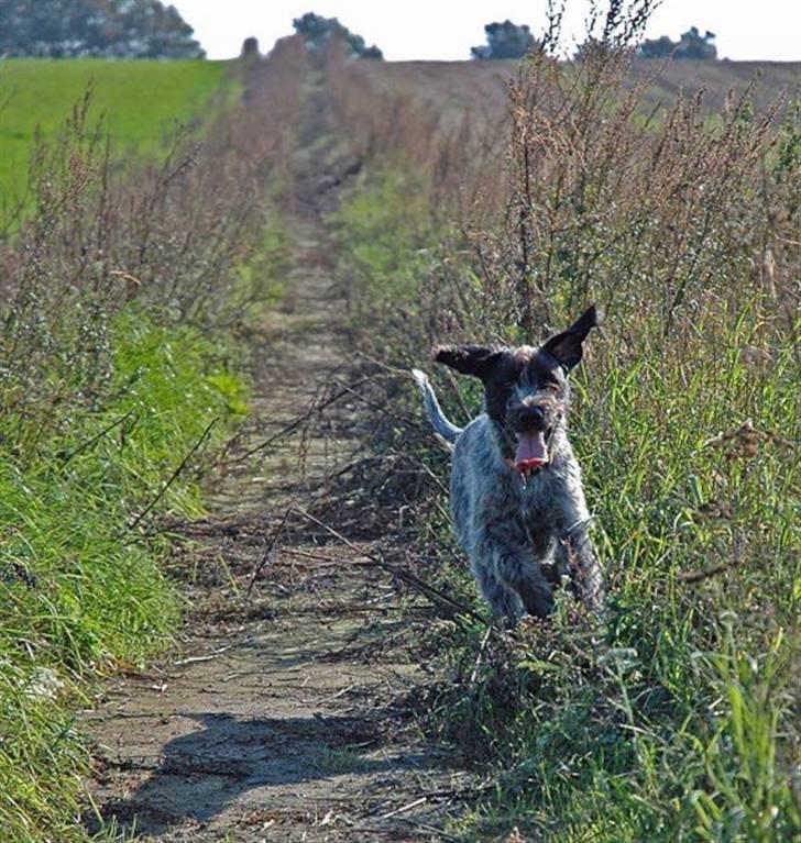 Ruhåret hønsehund Nana billede 16