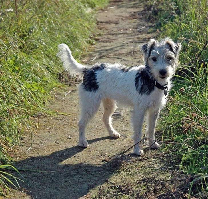 Jack russell terrier (Princesse) Leia billede 18