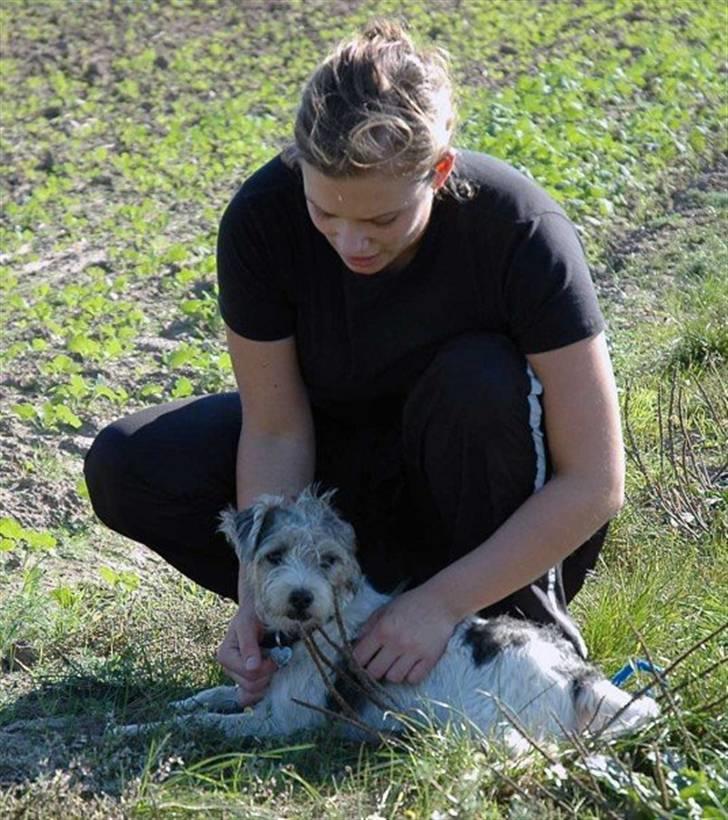 Jack russell terrier (Princesse) Leia billede 19