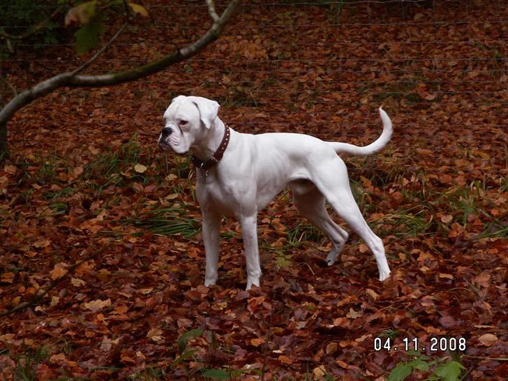 Boxer Aslan billede 3