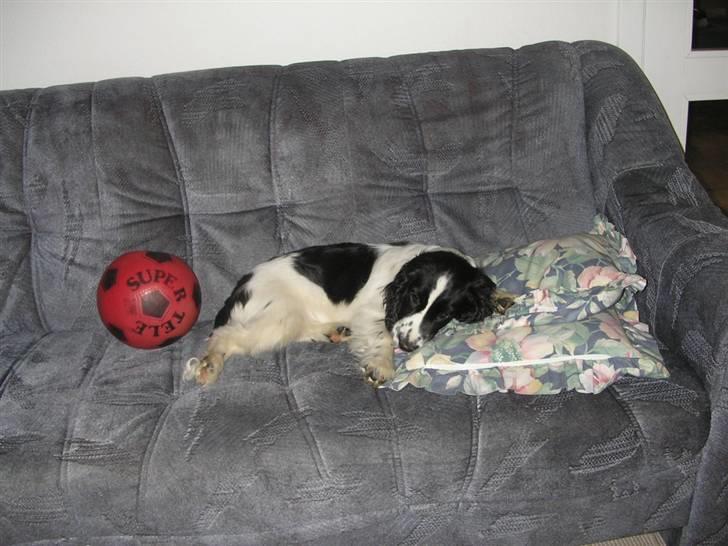 Cocker spaniel Fie - Skønt at sove på sofaen billede 14