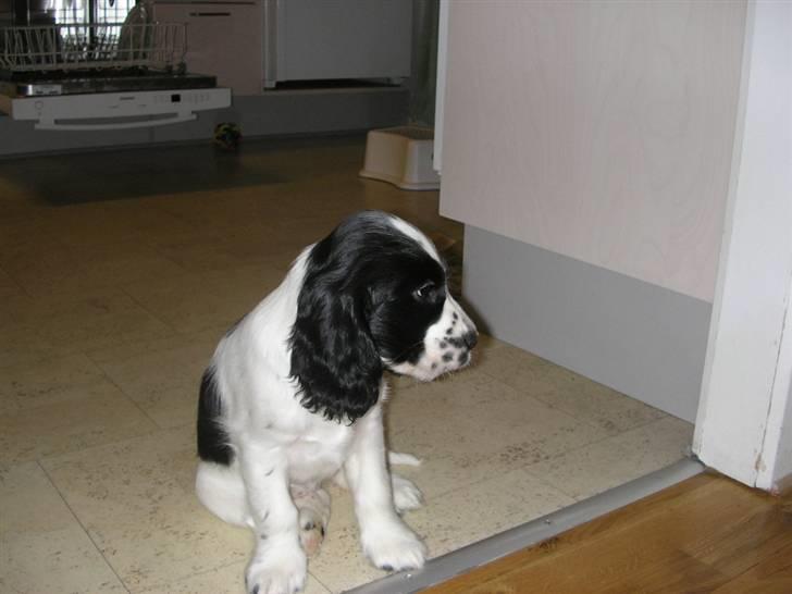 Cocker spaniel Fie - Jeg savner min moaar billede 15